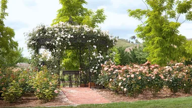 European-inspired garden with a wrought iron gazebo covered in climbing roses, surrounded by lush greenery and blooming roses.