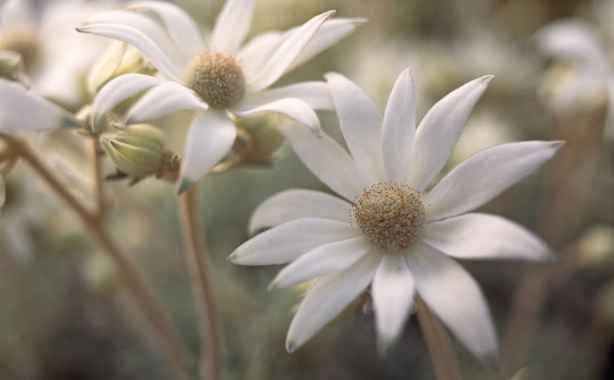 flannel flower