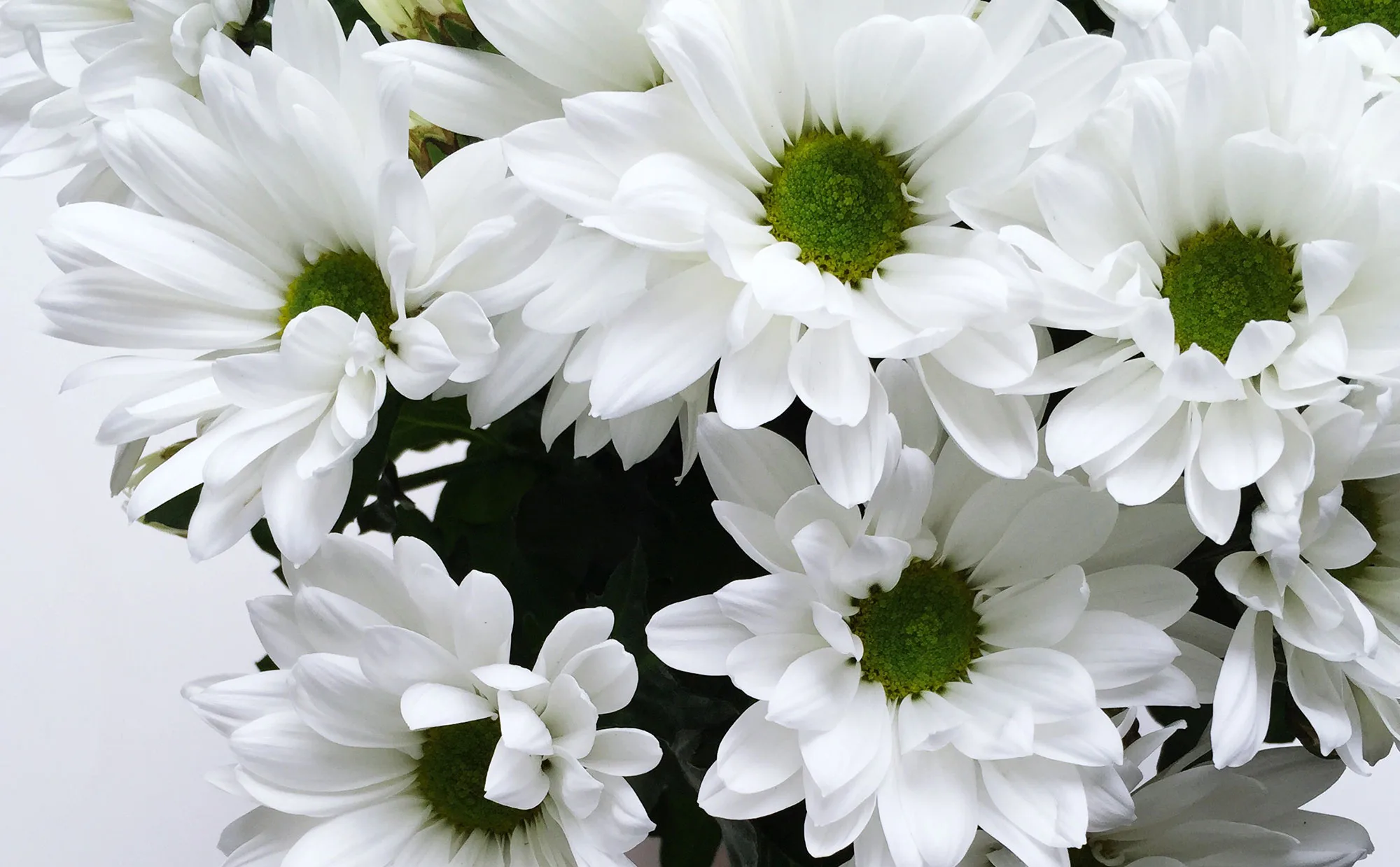 white chrysanthaneum