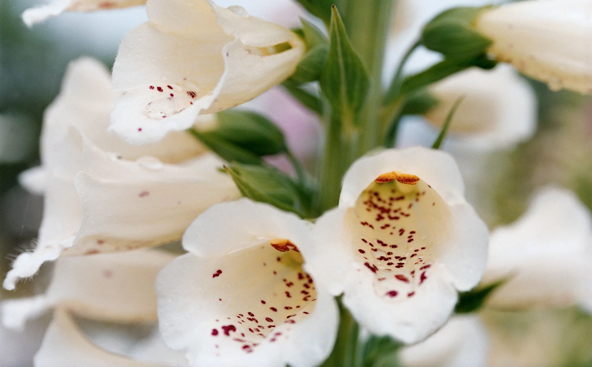 white foxglove