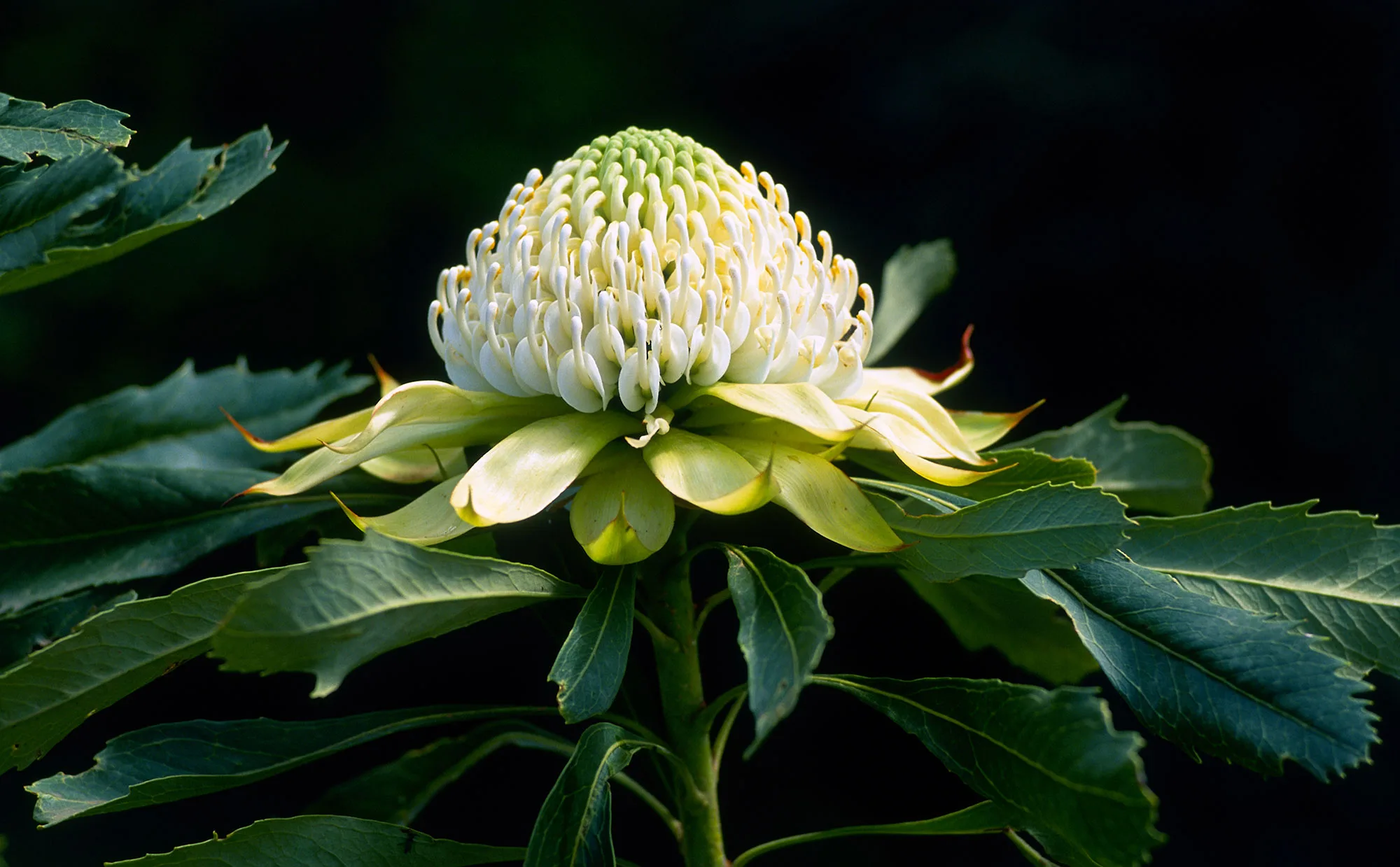 white waratah