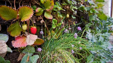 Edible vertical garden: 7 best fruits and vegetables to grow