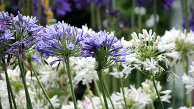 Agapanthus