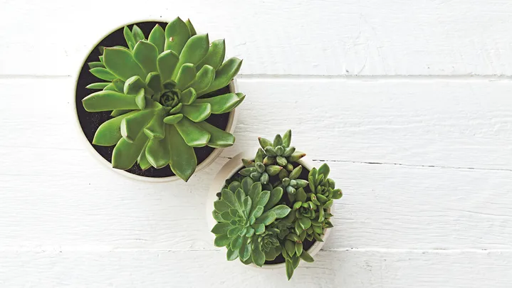 Two small potted succulents on a white wooden surface.