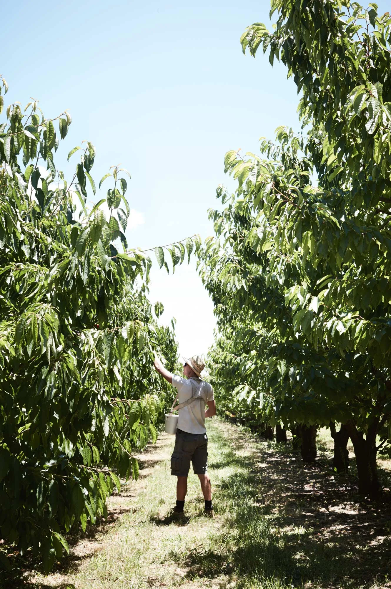 Cherry picking season at Hillside Harvest, NSW