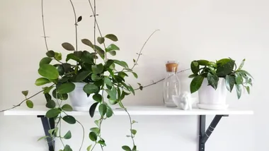 Move over monstera, these are the 5 next big indoor plants