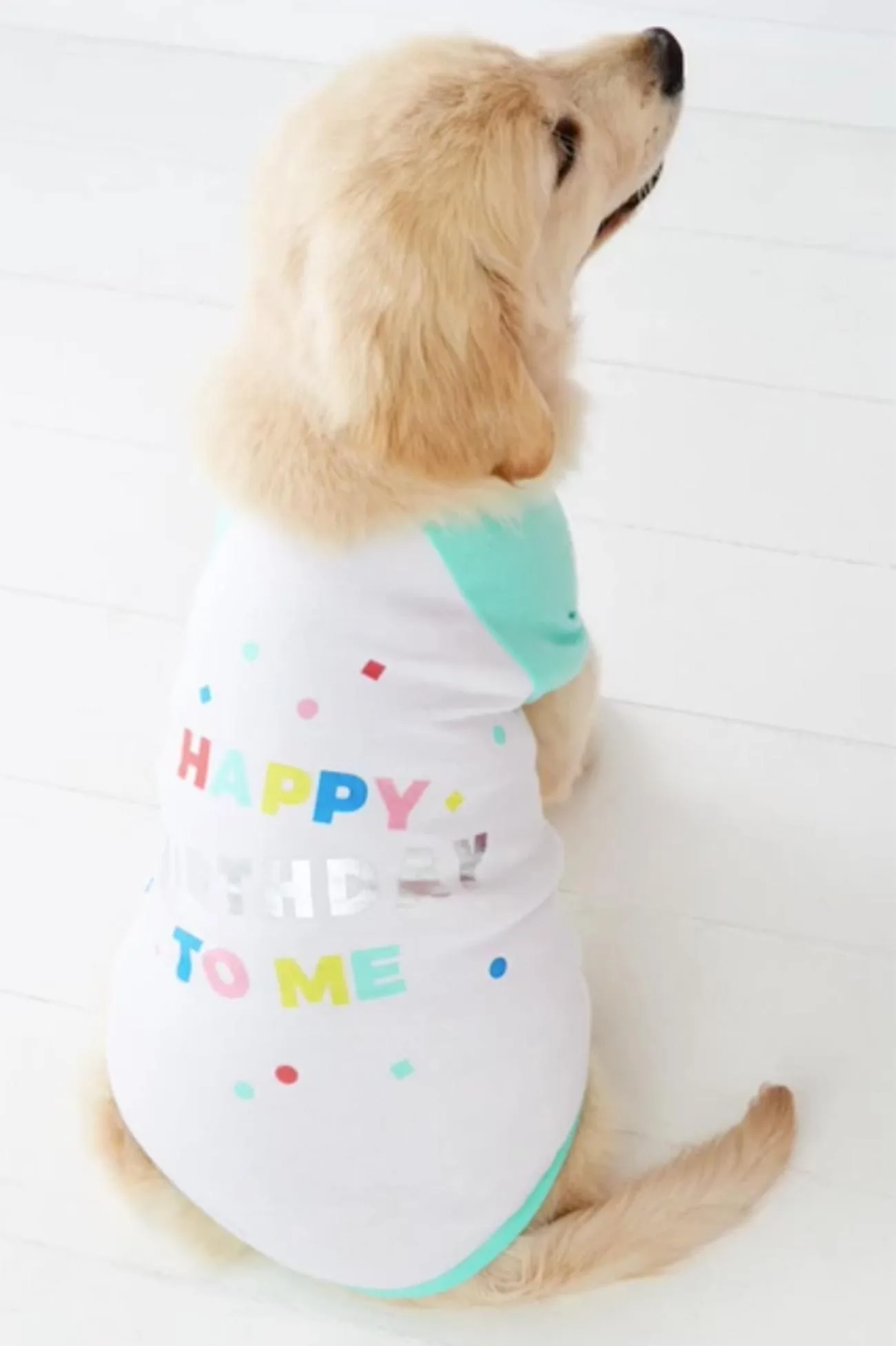 The cutest Kmart pet outfits for your fur babies